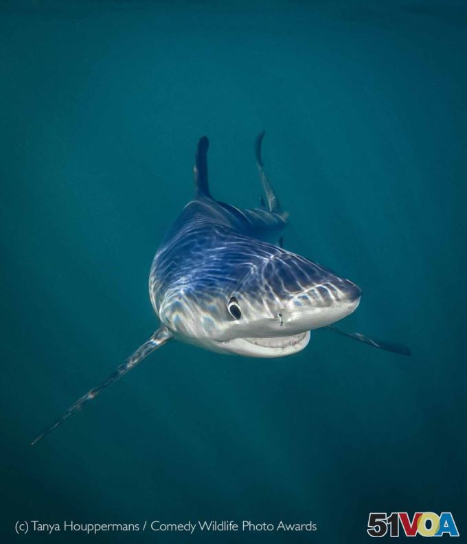 Think Tank Under the Sea Category Award: 'Smiling Shark' - Tanya Houppermans - Rhode Island, USA. (Comedy Wildlife Photography Awards)