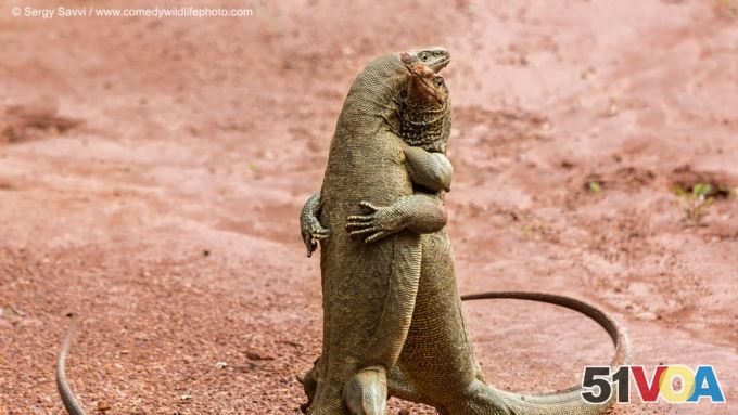 Highly Commended: 'Martian Tango' - Sergey Savvi - Russia - Kaeng Krachan. (Comedy Wildlife Photography Awards)