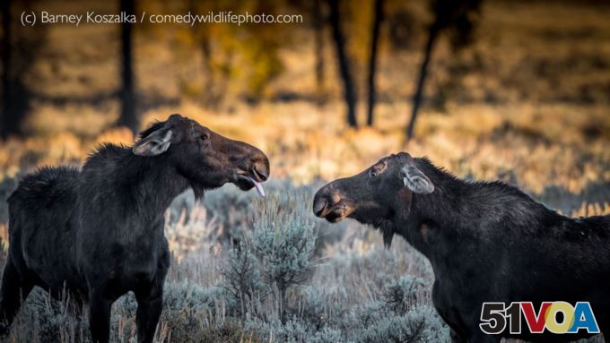 Highly Commended: 'So There!'- Barney Koszalka - USA. (Comedy Wildlife Photography Awards)