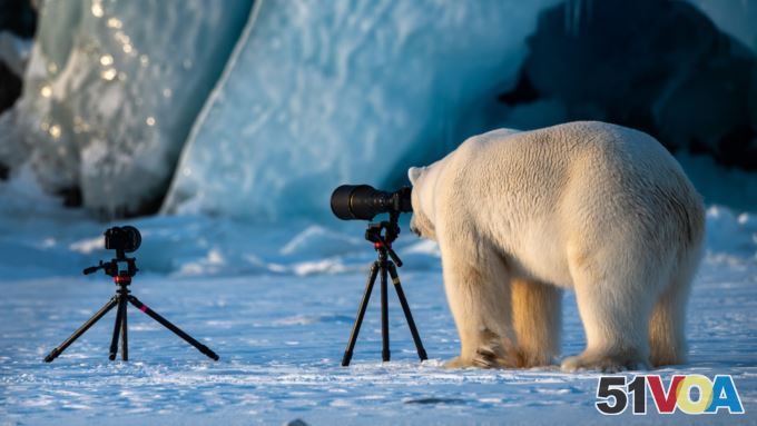 Highly Commended: 'PhotograBear' - Roie Galitz - Svalbard, Norway. (Comedy Wildlife Photography Awards)