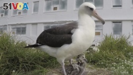 In this 2018 photo provided by the U.S. Fish and Wildlife Service is Wisdom, the world's oldest known breeding bird with a chick sits in a nest at the Midway Atoll National Wildlife Refuge and Battle of Midway National Memorial. (Bob Peyton/U.S. Fish and 