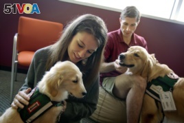 Law students Josh Richey, right, and Lindsay Stewart play with Hooch, a 19-month-old golden retriever and Stanley, a 4-month-old golden retriever, in between final exams at Emory University in Atlanta.