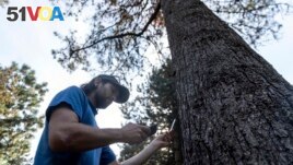 Washington Park Arboretum tree expert Shea Cope, studies a knobcone pine tree, one of many stressed trees in the arboretum, Oct. 7, 2022. (AP Photo/Stephen Brashear)