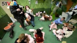 Customers play with micro pigs at a mipig cafe on Jan. 24, 2024, in Tokyo. The pigs, a miniature breed, moved about the room, looking for a cozy lap to cuddle up. Customers pay $15 for the first 30 minutes and a reservation is required. (AP Photo/Eugene Hoshiko)