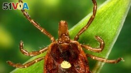 This undated photo provided by the U.S. Centers for Disease Control and Prevention shows a female Lone Star tick, is found mainly in the Southeast. (James Gathany/CDC via AP)