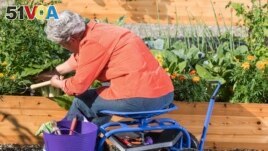 This image provided by Gardener's Supply Company shows a woman gardening in a raised bed while seated on a Deluxe Tractor Scoot. (Gardeners.com via AP)