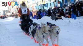Defending champion Brent Sass mushes his dog team down Fourth Avenue during the Iditarod Trail Sled Dog Race's ceremonial start in downtown Anchorage, Alaska, on Saturday, March 4, 2023. (AP Photo/Mark Thiessen)