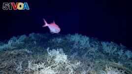 In this image provided by NOAA Ocean Exploration, an alfonsino fish swims on a cold water coral mound in the center of the Blake Plateau off the southeastern coast of the U.S., in June 2019.(NOAA Ocean Exploration via AP)