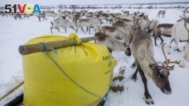 Reindeer that belong to Sami reindeer herder Nils Mathis Sara, 65, eat food pellets next to a bag containing the supplementary feeding for reindeer near Geadgebarjavri, up on the Finnmark plateau, Norway, March 13, 2024. (REUTERS/Lisi Niesner)
