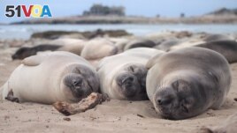 FILE - Two-month-old northern elephant seals sleep on the beach at Ano Nuevo State Park in California, U.S. April, 2020. (Jessica Kendall-Bar/Handout via REUTERS)
