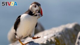 An Atlantic puffin brings a beak full of baitfish to feed its chick in a burrow under rocks on a small island off mid-coast Maine, Sunday, Aug. 5, 2023. (AP Photo/Robert F. Bukaty)