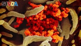 This image provided by The National Institute of Allergy and Infectious Diseases shows the SARS-CoV-2 virus. (NIAID-RML via AP)