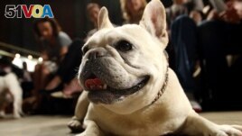 FILE - Lola, a French bulldog, lies on the floor prior to the start of a St. Francis Day service at the Cathedral of St. John the Divine, Oct. 7, 2007, in New York. (AP Photo/Tina Fineberg, File)