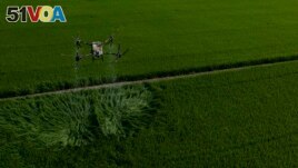 A large drone carrying fertilizer flies over Vo Van Van's rice fields in Long An province in southern Vietnam's Mekong Delta, Tuesday, Jan. 23, 2024. (AP Photo/Jae C. Hong)