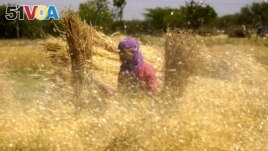 FILE - A woman farmer carries sheaves of harvested wheat crops to thresh, at a village on the outskirts of Ajmer, India, March 31, 2024. (Photo by Himanshu SHARMA / AFP)
