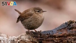 FILE - This image provided by Macaulay Library/Cornell Lab of Ornithology shows a winter wren. (James Davis/Macaulay Library/Cornell Lab of Ornithology via AP)