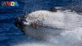 A humpback whale breaches off the coast of Port Stephens, Australia, on June 14, 2021. (AP Photo/Mark Baker, File)