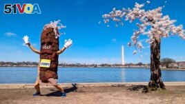 Stumpy the mascot dances near 'Stumpy' the cherry tree at the tidal basin in Washington, Tuesday, March 19, 2024. (AP Photo/Nathan Ellgren)