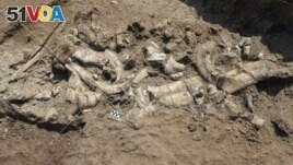 This photo provided by the Homa Peninsula Paleoanthropology Project shows a fossil hippo skeleton and associated Oldowan artifacts at the Nyayanga site in southwestern Kenya in July 2016. (T.W. Plummer/Homa Peninsula Paleoanthropology Project via AP)