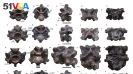 This image shows views of some of the vertebrae of Vasuki indicus, a newly discovered extinct snake from about 47 million years ago. (Sunil Bajpai, Debajit Datta, Poonam Verma via AP)