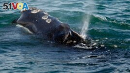 FILE - A North Atlantic right whale is seen feeding on the surface of Cape Cod bay off the coast of Plymouth, Mass., March 28, 2018. (AP Photo/Michael Dwyer, File)