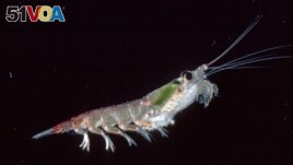This photo provided by the British Antarctic Survey shows an Antarctic krill (Euphausia suberba). (Chris Gilbert/British Antarctic Survey)