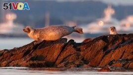 FILE - Harbor seals keep watch from a small island off Portland, Maine, in this July 30, 2020 file photo. (AP Photo/Robert F. Bukaty, file)