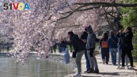 People take photographs of cherry blossom trees that have begun to bloom on March 20, 2023, along the tidal basin in Washington, on the first day of the National Cherry Blossom Festival. (AP Photo/Jacquelyn Martin)
