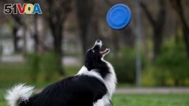 Houdini, a border collie plays with his frisbee at the City Park in Budapest, Hungary, on March 27, 2024. A new study in Hungary has found that dogs can learn to associate words with specific objects beyond being able to learn how to perform commands. (AP Photo/Denes Erdos)
