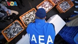 An expert from the International Atomic Energy Agency (IAEA) observes the inshore fish as the sample at Hisanohama Port, Thursday, Oct. 19, 2023, in Iwaki, northeastern Japan. (Eugene Hoshiko/Pool via REUTERS)
