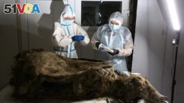 Scientists study the body of a brown bear with the geological age of 3,460 years, in Yakutsk, Russia February 21, 2023. (REUTERS/Michil Yakovlev )