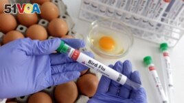 FILE - A person holds a test tube labelled Bird Flu next to eggs, in this picture illustration, January 14, 2023. (REUTERS/Dado Ruvic/Illustration/File Photo)