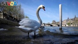 FILE - Swans stand in the River Seine in Paris, Wednesday, April 5, 2023. (AP Photo/Christophe Ena)