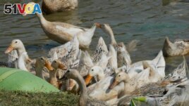 Ducks eat along the shore of Snoa village farm outside Phnom Penh, Cambodia, Thursday, Feb. 23, 2023. (AP Photo/Heng Sinith)