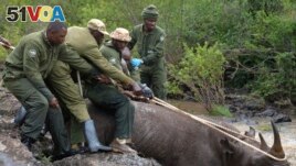 Kenya Wildlife Service rangers and capture team pull out a sedated black rhino from the water in Nairobi National Park, Kenya Tuesday, Jan. 16, 2024. (AP Photo/Brian Inganga)