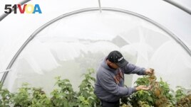 FILE - Entomology researcher Eric Burkness checked raspberry plants growing in a hoop house for signs of spotted wing drosophila Tuesday, Sept. 26, 2017, in Rosemont, Minnesota. (Anthony Souffle/Star Tribune via AP)