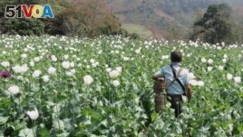 A man walks through a flowering opium poppy field in Shan state, Myanmar, 2023. (UNODC)