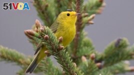  Birds that will be renamed include those currently called Wilson's warbler and Wilson's snipe, both named after the 19th century naturalist Alexander Wilson. (USFWS via AP)