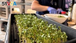 A team member from Interstellar Lab of Merritt Island, Florida, prepares Daikon Radish sprouts during NASA's Deep Space Food Challenge announcement on May 19, 2023. (NASA/Handout via REUTERS)
