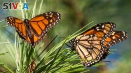 FILE - Monarch butterflies land on branches at Monarch Grove Sanctuary in Pacific Grove, Calif., Wednesday, Nov. 10, 2021. 