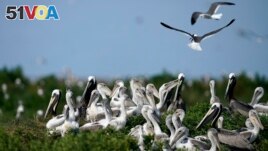 FILE - Young brown pelicans flock together in their nest as terns fly overhead on Raccoon Island, a Gulf of Mexico barrier island in Chauvin, Louisiana, May 17, 2022. (AP Photo/Gerald Herbert)
