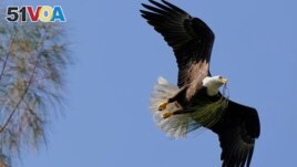 FILE - A bald eagle brings pine needles to a nest it is building, Dec. 10, 2021, in Pembroke Pines, Fla. Recovery of some vulnerable species through restoration efforts has made comebacks more difficult for others in peril. (AP Photo/Wilfredo Lee, File)
