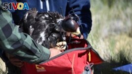 Researcher Charles Chuck Preston places a young golden eagle into a bag so it can be returned to its nest after the bird was temporarily removed as part of research into the species' population, on Wednesday, June 15, 2022 near Cody, Wyo. (AP Photo/Matthew Brown)