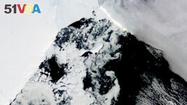 This satellite image provided by NASA, Aqua MODIS 21 on March 2022 shows the two pieces of C-38 (A and B icebergs) next to the main piece of C-37 at the top. East Antarctica, an area that had long been thought to be stable, recently collapsed.(Dr. Shuman, UMBC/NASA)

