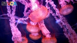 FILE - Jellyfish are seen in a new aquarium dedicated to 45 different delicate species at the Paris Aquarium, France, January 16, 2019. (REUTERS/Charles Platiau/File Photo)