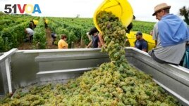 Workers collect white grapes of sauvignon in the Grand Cru Classe de Graves of the Ch<I>&#</i>226;teau Carbonnieux, in Pessac Leognan, south of Bordeaux, southwestern France, Tuesday, Aug. 23, 2022. (AP Photo/Francois Mori)