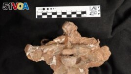 Part of a skull base of a dinosaur is pictured after Argentine scientists discovered a new species of carnivorous dinosaur, in Buenos Aires, Argentina December 27, 2019. Picture taken December 27, 2019 National Scientific and Technical Research Council/Handout via REUTERS 