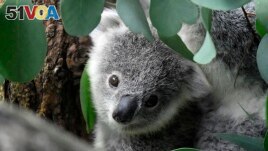FILE - A young koala looks through eucalyptus leaves in a zoo in Duisburg, Germany on September 28, 2018. Koalas have been declared officially endangered in eastern Australia as they fall prey to disease, lost habitat and other threats. (AP Photo/Martin Meissner, File)