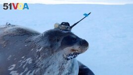 This video grab shows a Weddell seal fitted with a measuring device to survey waters under the thick ice sheet, near Japan's Showa Station in Antarctica, April 2017. (National Institute of Polar Research/Handout via REUTERS)