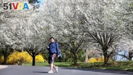FILE - Daniel Patterson, a student at John Handley High School, walks home from school below flowering Bradford pear trees on March 30, 2016 in Winchester, Virginia. (Jeff Taylor/The Winchester Star via AP)